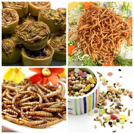 Edible Value Of The Mealworms