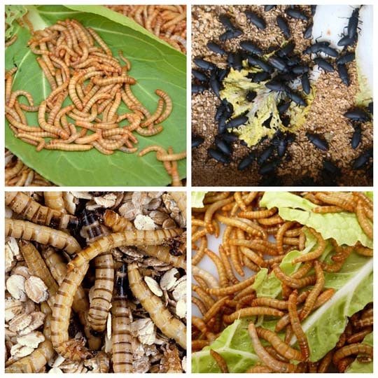 How To Breed The Mealworms