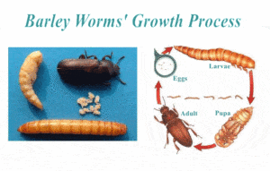Жизненный цикл мучных червей