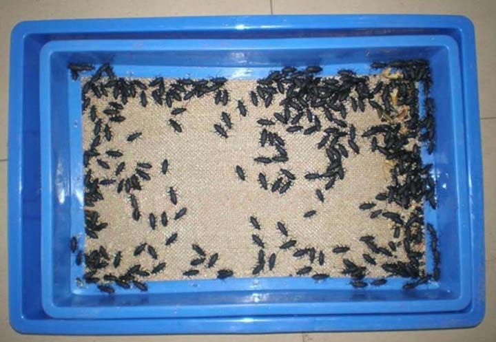Adult Insects Breeding