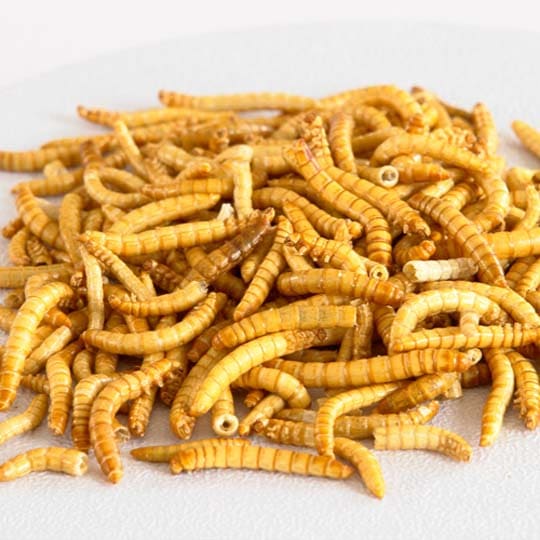 Clean Mealworms Sorted By The Shuliy Machines