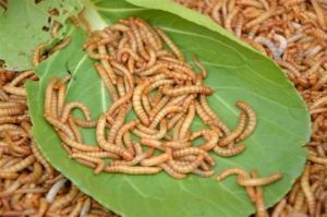 consejos para criar gusanos de la harina