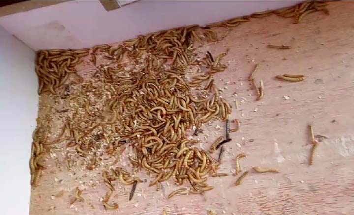 Помет червей и мертвые черви, просеянные машиной для мучных червей