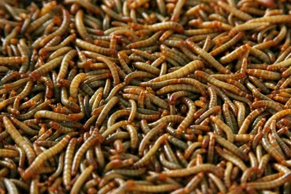 mealworm for processing