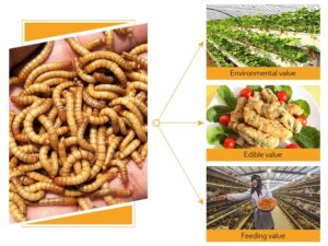 O valor das larvas de farinha