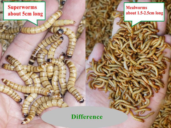 Superworms &Amp; Mealworms