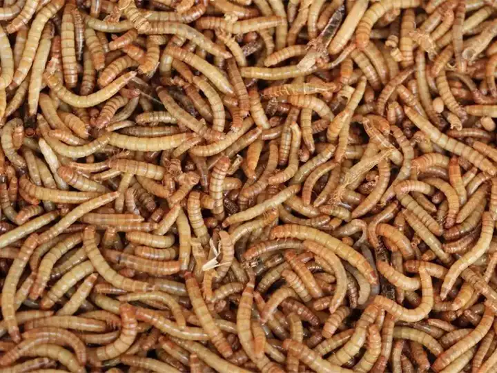 Mealworms For Sale