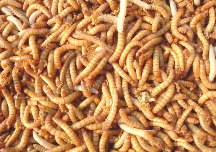 Quality Mealworms