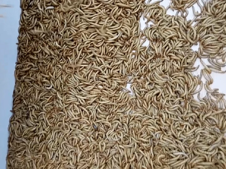 Mealworms separados por máquina de classificação de larvas de farinha
