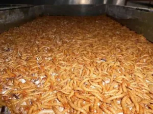 mealworm drying