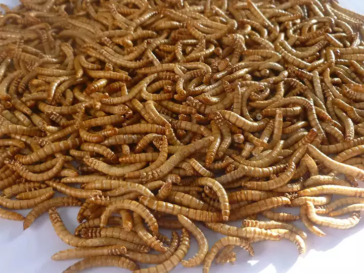 Peneire larvas de farinha